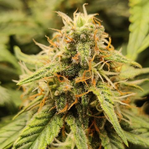 Cinderella growlog timeline photo