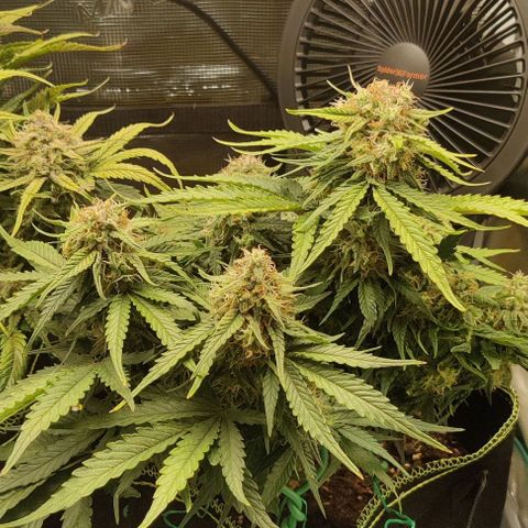 Cinderella growlog timeline photo