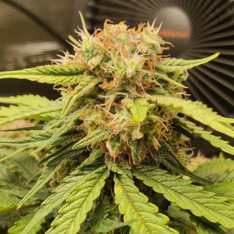 Cinderella growlog timeline photo