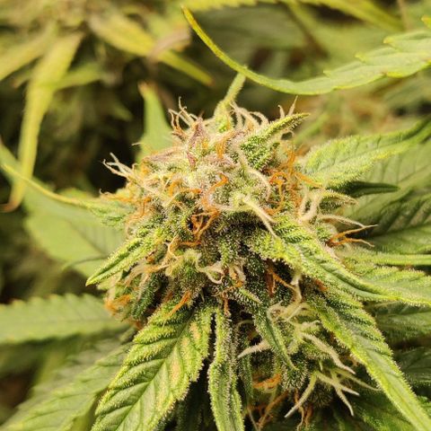 Cinderella growlog timeline photo