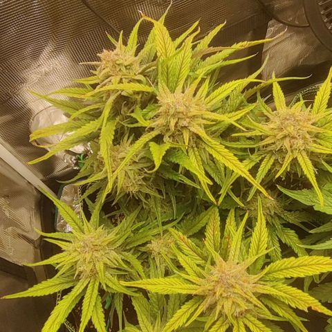 Gorilla Cookies Auto growlog timeline photo