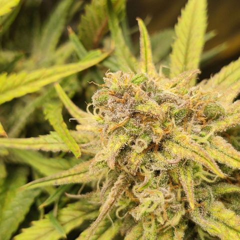 Gorilla Cookies Auto growlog timeline photo