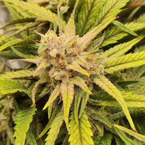 Gorilla Cookies Auto growlog timeline photo