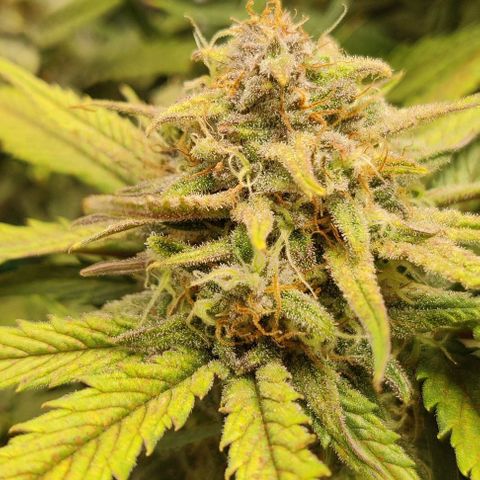 Gorilla Cookies Auto growlog timeline photo