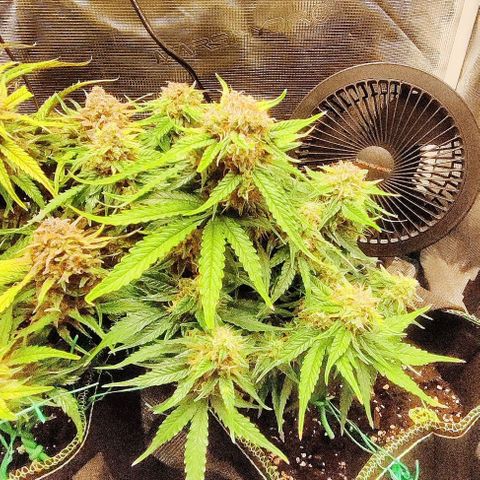 Cinderella growlog timeline photo