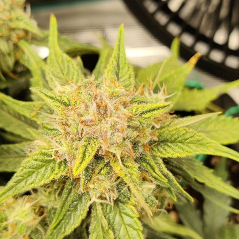 Cinderella growlog timeline photo