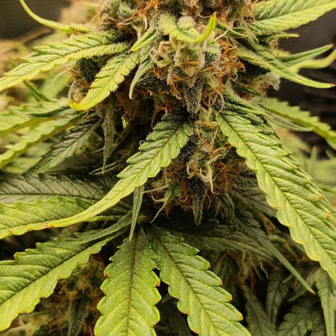 Cinderella growlog timeline photo
