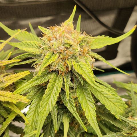 Cinderella growlog timeline photo