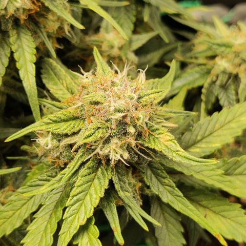 Cinderella growlog timeline photo