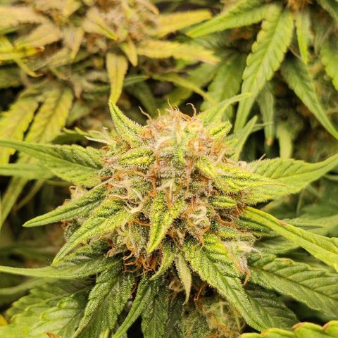 Cinderella growlog timeline photo