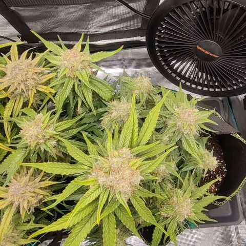 Cinderella growlog timeline photo