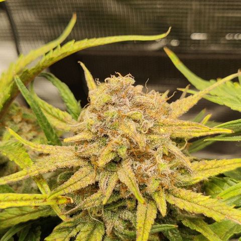 Gorilla Cookies Auto growlog timeline photo