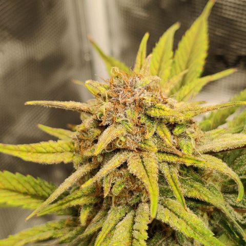 Gorilla Cookies Auto growlog timeline photo