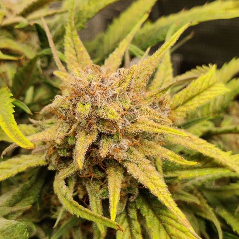 Gorilla Cookies Auto growlog timeline photo