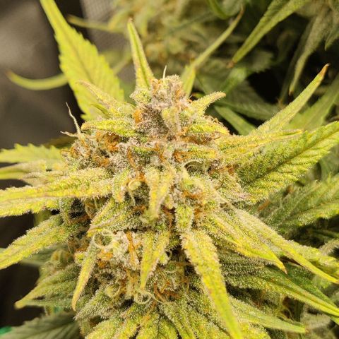 Gorilla Cookies Auto growlog timeline photo