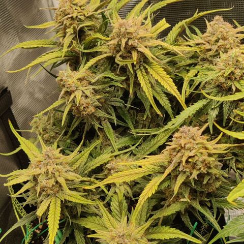 Gorilla Cookies Auto growlog timeline photo