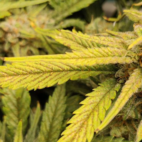 Gorilla Cookies Auto growlog timeline photo