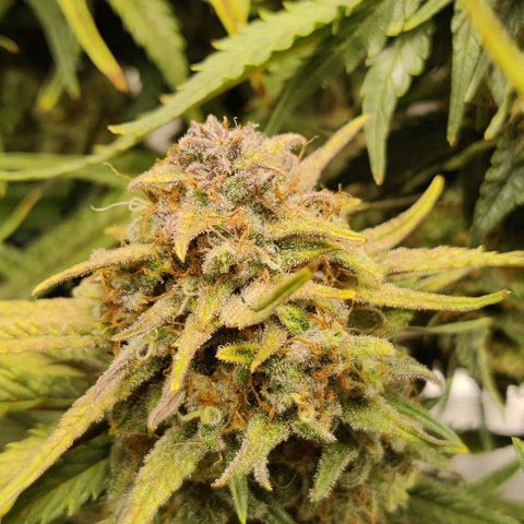 Gorilla Cookies Auto growlog timeline photo
