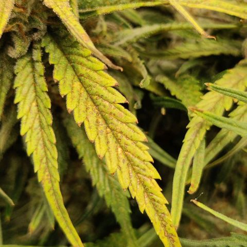 Gorilla Cookies Auto growlog timeline photo