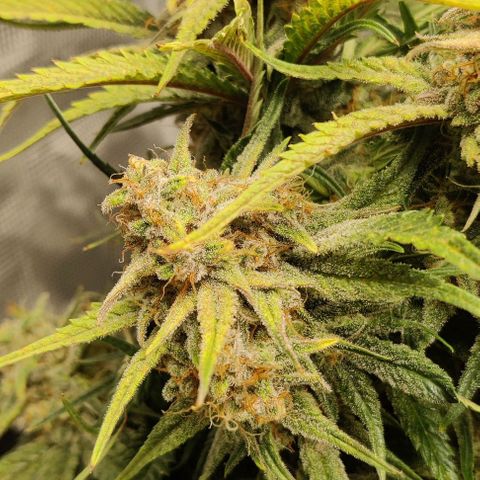 Gorilla Cookies Auto growlog timeline photo