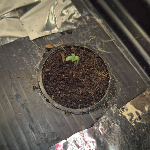 Moby Dick Auto growlog timeline photo