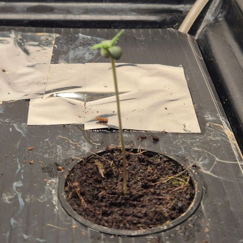 Moby Dick Auto growlog timeline photo