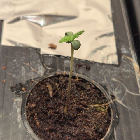Moby Dick Auto growlog timeline photo