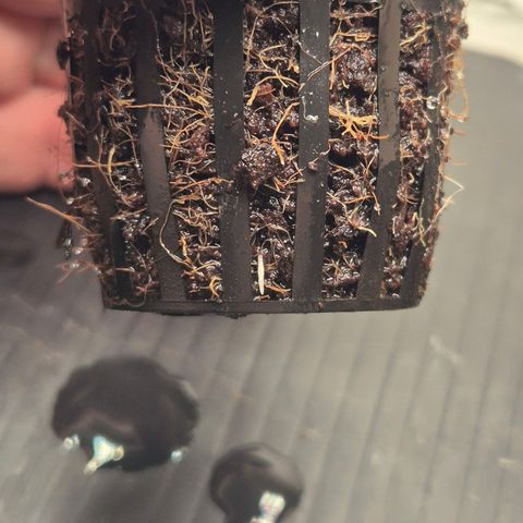 Moby Dick Auto growlog timeline photo