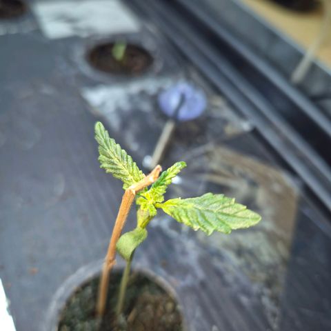 Moby Dick Auto growlog timeline photo