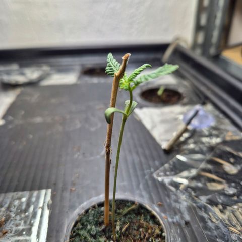 Moby Dick Auto growlog timeline photo