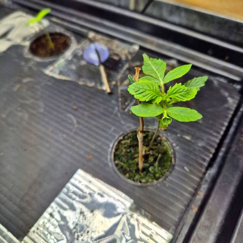 Moby Dick Auto growlog timeline photo