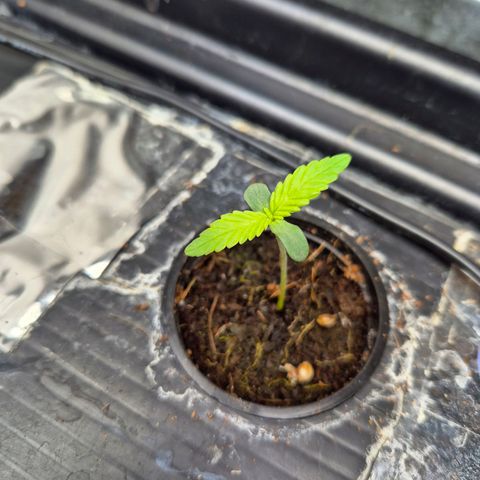 Afghan Lemon growlog timeline photo