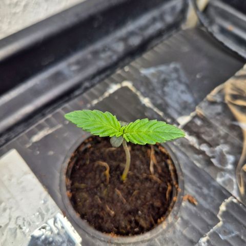 Afghan Lemon growlog timeline photo