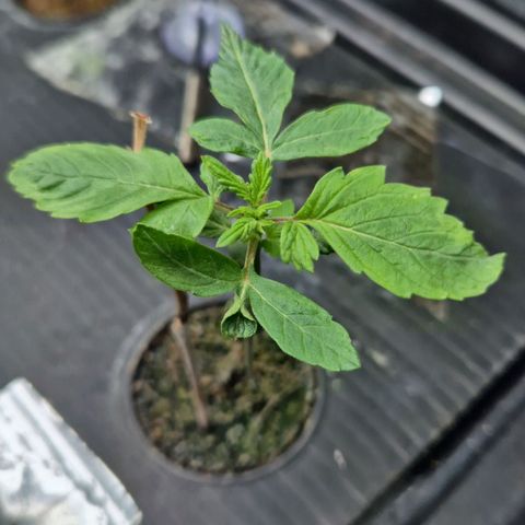 Moby Dick Auto growlog photo: Hydrocorrels mit Grow NL
