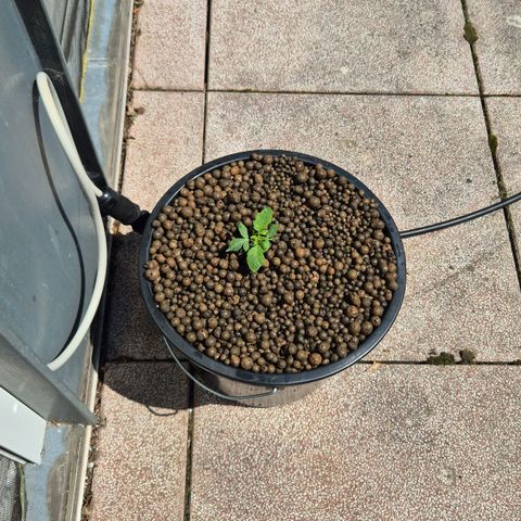 Moby Dick Auto growlog photo: Hydrocorrels mit Grow NL