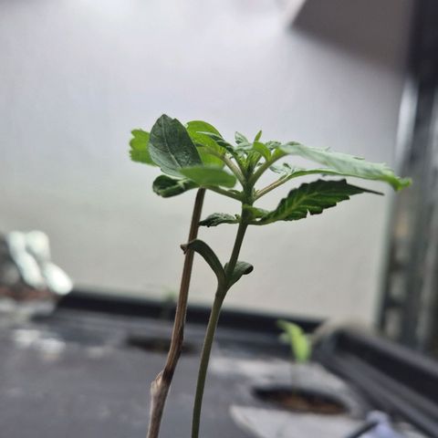 Moby Dick Auto growlog photo: Hydrocorrels mit Grow NL