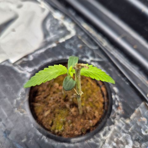 Afghan Lemon growlog photo: Gegossen weil Cocos recht trocken