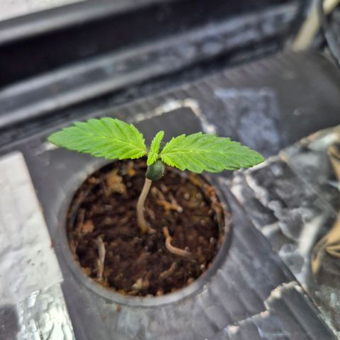 Afghan Lemon growlog photo: Gegossen weil Cocos recht trocken