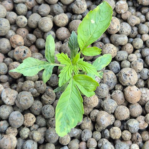 Moby Dick Auto growlog timeline photo
