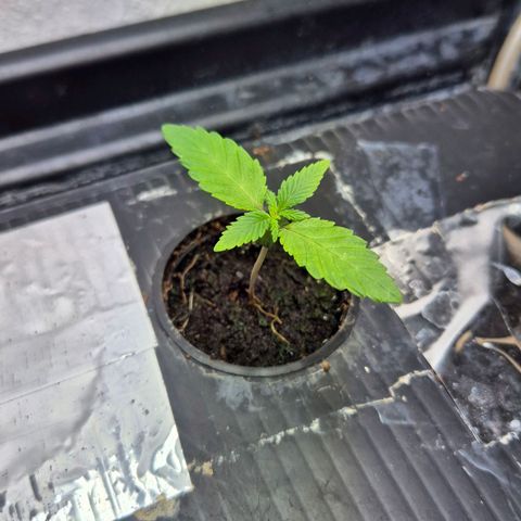 Afghan Lemon growlog timeline photo