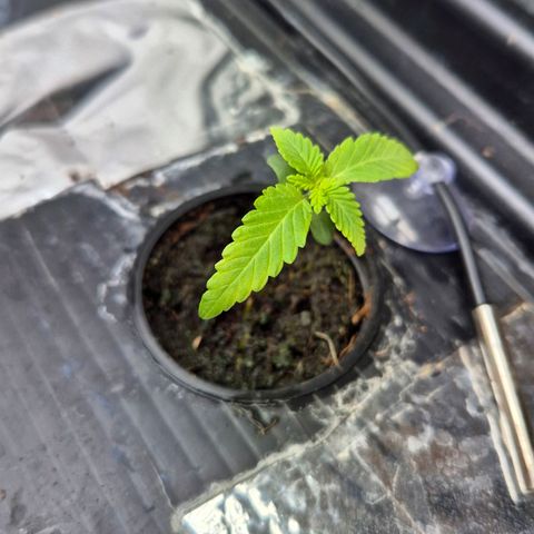 Afghan Lemon growlog timeline photo