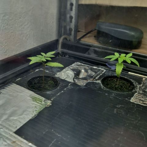 Afghan Lemon growlog timeline photo