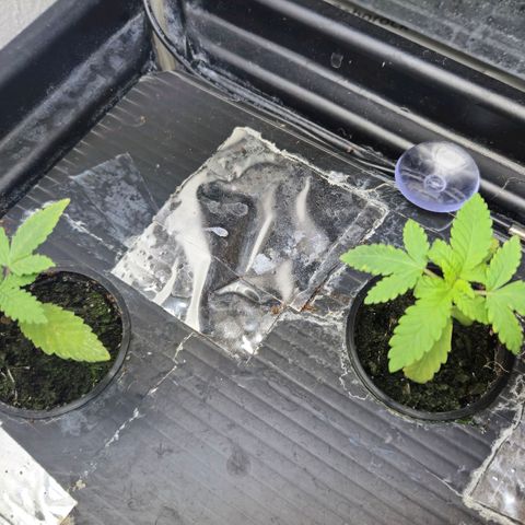 Afghan Lemon growlog timeline photo