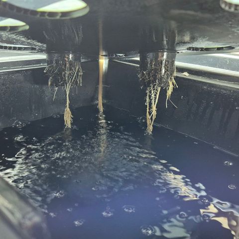 Afghan Lemon growlog timeline photo