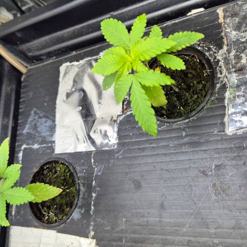 Afghan Lemon growlog timeline photo