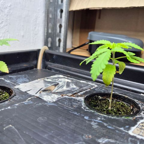 Afghan Lemon growlog timeline photo