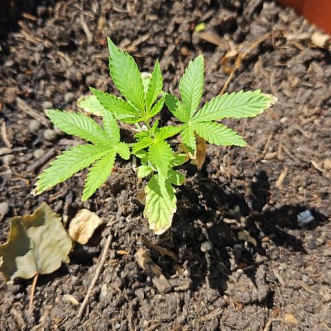 Moby Dick Auto growlog timeline photo