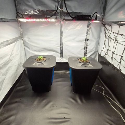 Afghan Lemon growlog timeline photo
