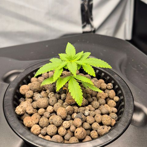 Afghan Lemon growlog timeline photo
