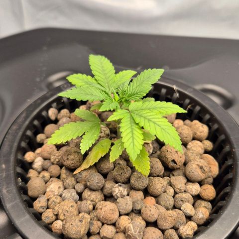 Afghan Lemon growlog timeline photo